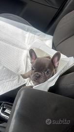 Cuccioli Bulldog Francese