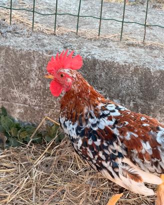 Galline