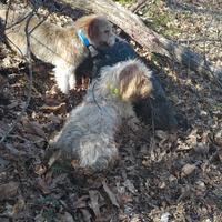 Brique grifon vandeen