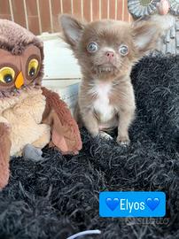 Chihuahua piccolissimo maschio pelo lungo lilac