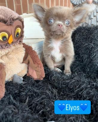 Chihuahua piccolissimo maschio pelo lungo lilac