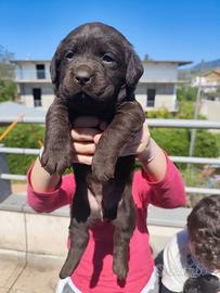 Labrador retriever cuccioli