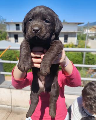 Labrador retriever cuccioli