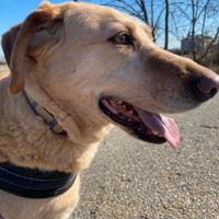 TEA simil Labrador,aspetta da anni la sua famiglia