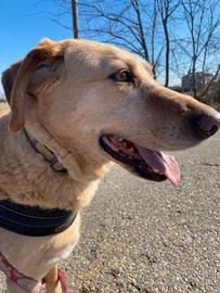 TEA simil Labrador,aspetta da anni la sua famiglia