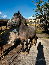 Cavallo stunno