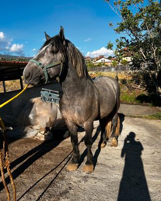 Cavallo stunno