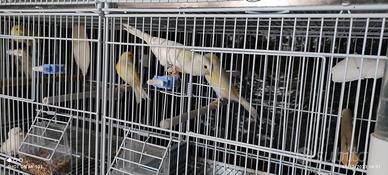 Coppia canarini giallo mosaico