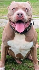 American Bully XL per monta ( 2 ped. ABKC + EBKC)