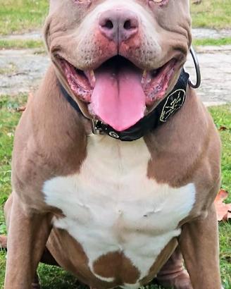 American Bully XL per monta ( 2 ped. ABKC + EBKC)
