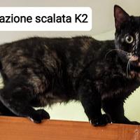 Gattini 5 mesi