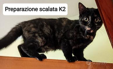 Gattini 5 mesi