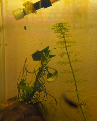 Baby neocaridine orange