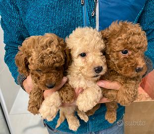 Barboncini cuccioli red,cioccolato e neri