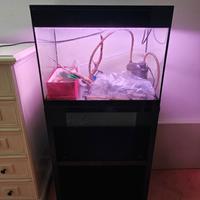 Acquario Askoll Pure L 68 litri con Mobiletto