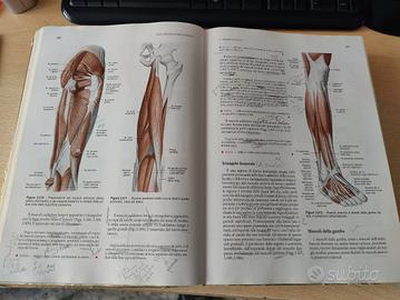 Anastasi anatomia umana trattato vol. 1-3 - Libri e Riviste In vendita a  Napoli