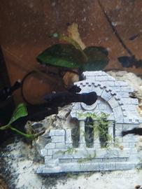 invasione in acquario Capena (RM)