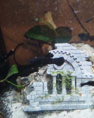 invasione in acquario Capena (RM)
