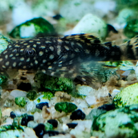 Pesci pulitori Ancistrus