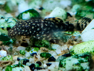 Pesci pulitori Ancistrus