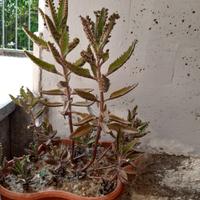 piante di kalanchoe 