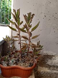 piante di kalanchoe 