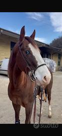Castrone quarter horse