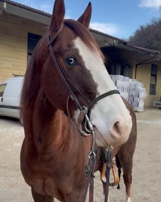 Castrone quarter horse