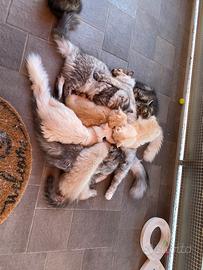 Cuccioli certificati di gatto siberiano