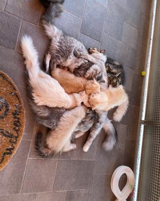 Cuccioli certificati di gatto siberiano