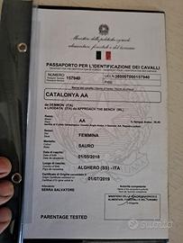 cavalla giovane 2800