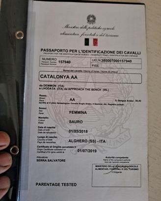cavalla giovane 2800