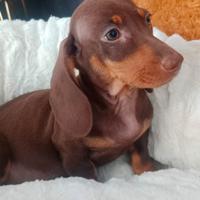 Bassotti Chocolate maschi e femmine