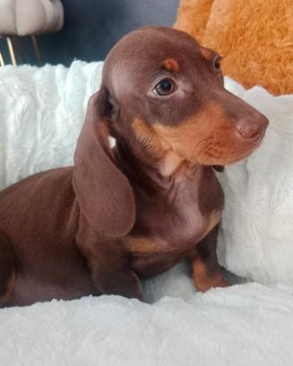 Bassotti Chocolate maschi e femmine