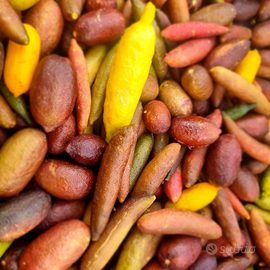 Fingerlime o limone caviale