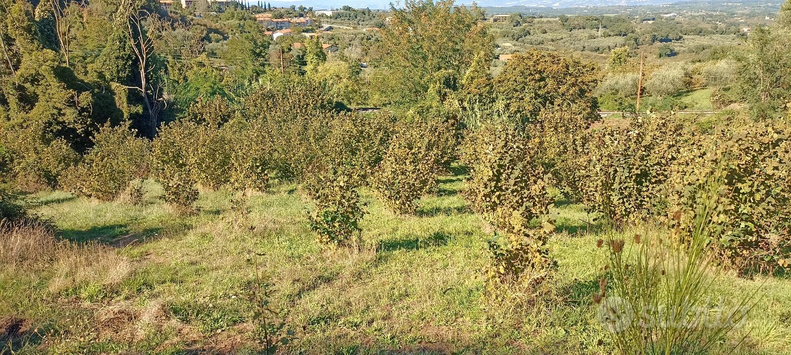 Terreno Agricolo Panoramico di ca. 3,5 ettari - Vista 4