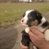 Cuccioli incrocio Caucaso-Border collie