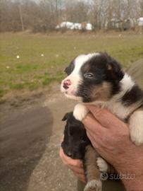 Cuccioli incrocio Caucaso-Border collie