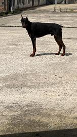 Dobermann per monte