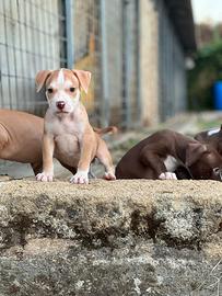 American pitbull terrier