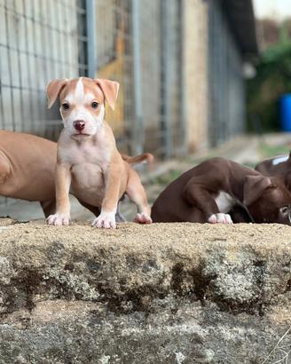 American pitbull terrier