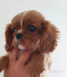Cavalier king Charles Spaniel