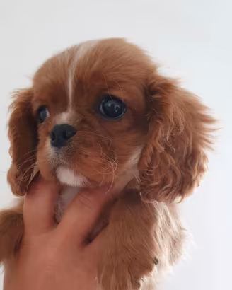 Cavalier king Charles Spaniel