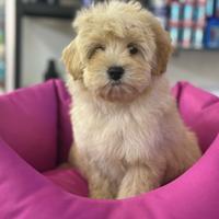 Cuccioli di maltipoo crema