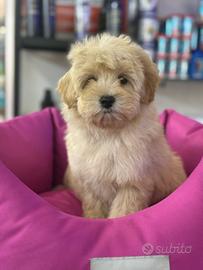 Cuccioli di maltipoo crema