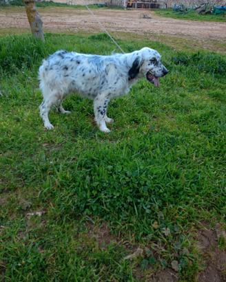 Setter inglese