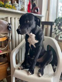 Cuccioli maschi in adozione - anche separatamente
