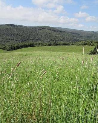 Terreno agricolo