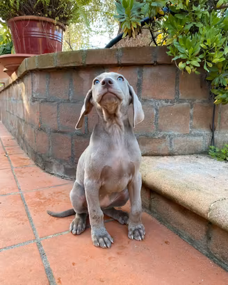 Cuccioli di weimaraner