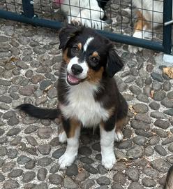 Ultime due cucciole pastore australiano